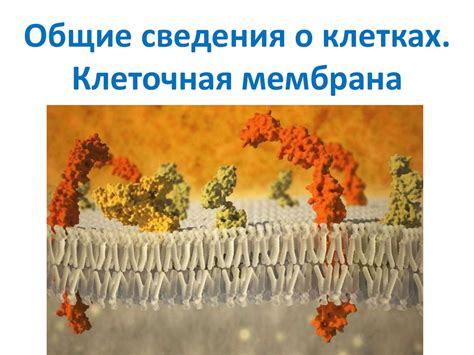 Общие сведения о клетках. Клеточная мембрана - презентация онлайн