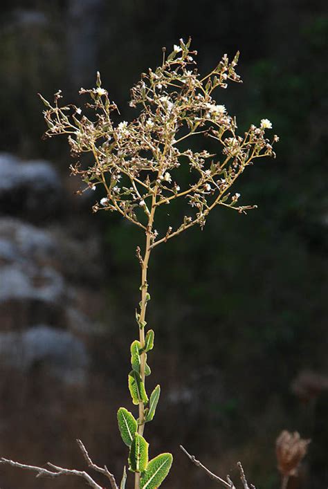 Lactuca Serriola L Plants Of The World Online Kew Science