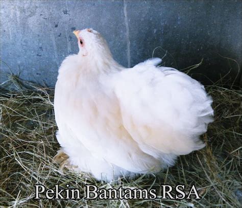 Pekin Bantams Rsa Quality Rare Coloured Pekins Pekin Bantams Rsa Bantam Chickens Rare