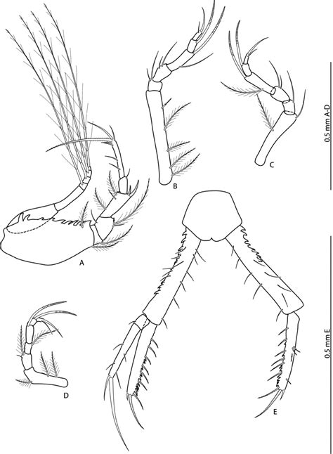 Aotearocumella Watlingi N Sp Paratype Adult Male NIWA 80725 A