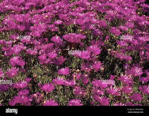 Delosperma Cooperi Purple Ice Plant Trailing Iceplant Ground Cover Daisy Like Iceplant