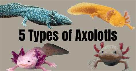 Discover the Diversity: Different Types of Axolotls Explained! - Axolotl Expert