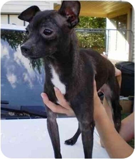 French Bulldog Italian Greyhound Mix