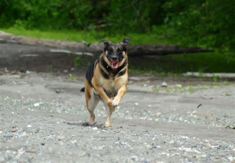 Tigna Nel Gatto Sintomi Causa Cura Prevenzione Doctorvet