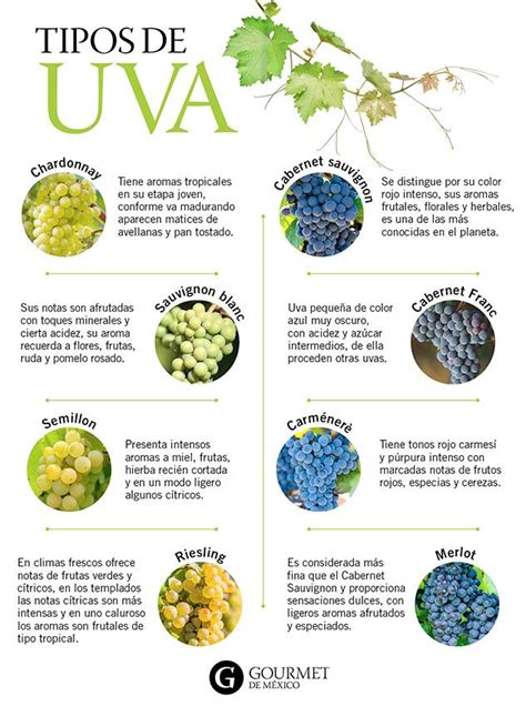 Uvas Para Vinos Tintos Y Blancos Gourmet De M Xico Uvas Para Vino