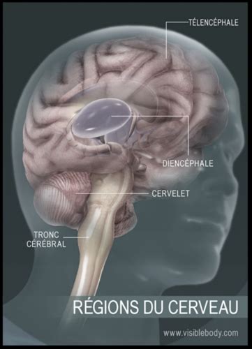 Neuroanatomie Chapitre Flashcards Quizlet