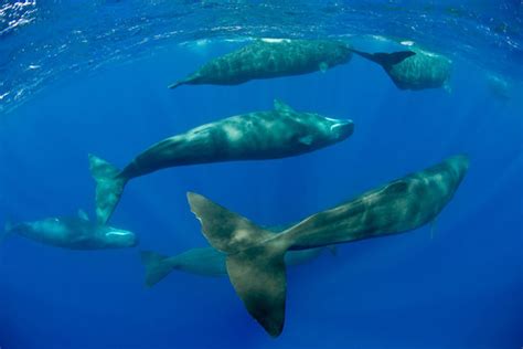 Sleeping Whales: Photographer Reveals What Whales Look Like When They ...