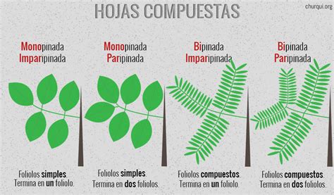 Clases de hojas compuestas - Imagui