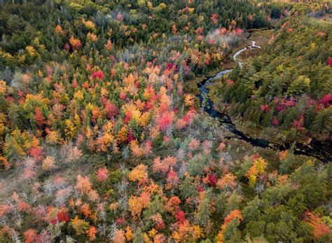 Fall Foliage Acadia National Park In Autumn Stock Image Image Of