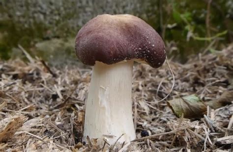 The Ultimate Guide To Wine Cap Mushrooms GroCycle