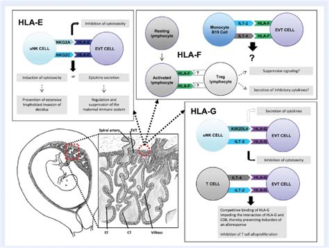 A Schematic Representation Of The Fetus Placenta Decidua And