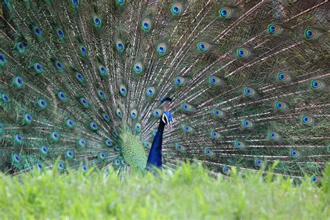 Peacock Dancing Rain Free Photo On Pixabay Pixabay