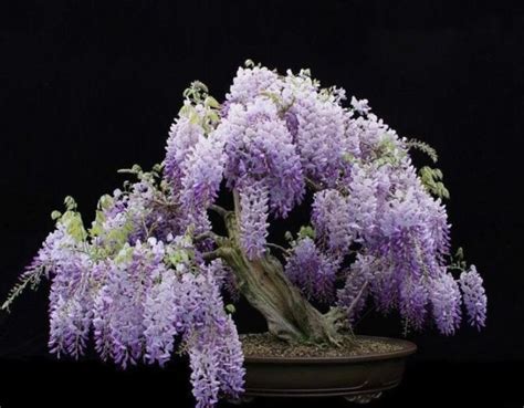 100 Bonsai Chinese Wisteria Seeds