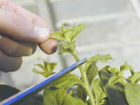 Петуния - выращивание из семян. Как ухаживать за петунией