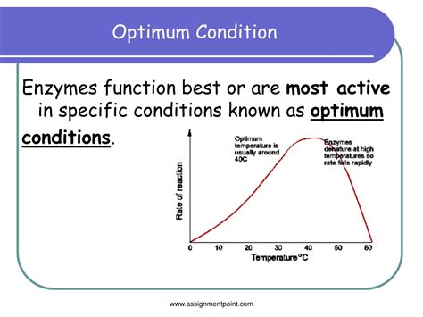 Ppt Enzymes Biological Catalysts Powerpoint Presentation Free Download Id9555547