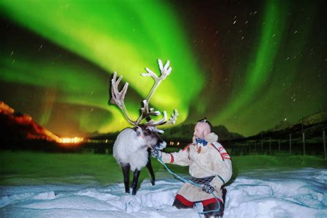 Reindeer Sledding Reindeer Feeding And Chance Of Northern Lights