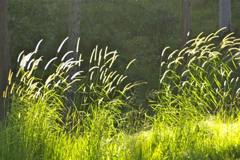 Free Images Landscape Nature Outdoor Branch Light Plant Field