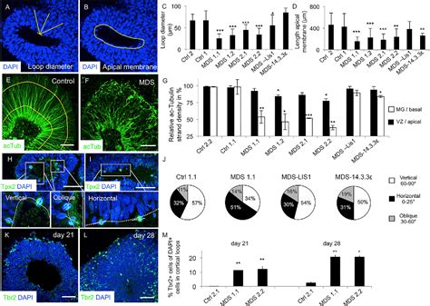 Figure 2 From An Organoid Based Model Of Cortical Development