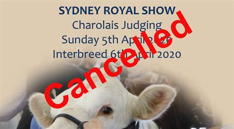 Sydney Royal Show 2020 - Charolais