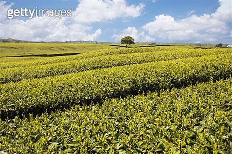 Landscape in Korea 이미지 (a10478490) - 게티이미지뱅크