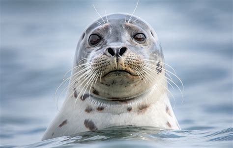 Funny Seal Face