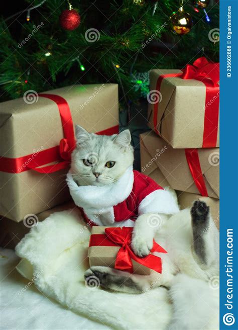 Scottish Cat In Santa Costume Under The Christmas Tree Stock Photo