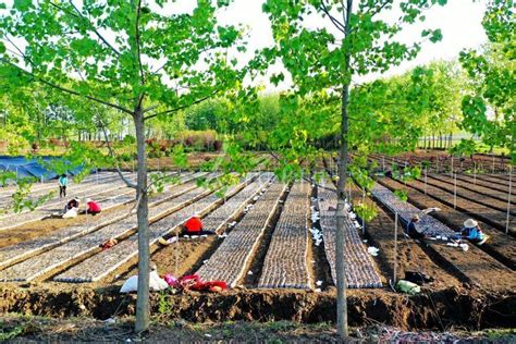 江苏东海：开辟花木种植新天地 人民图片网