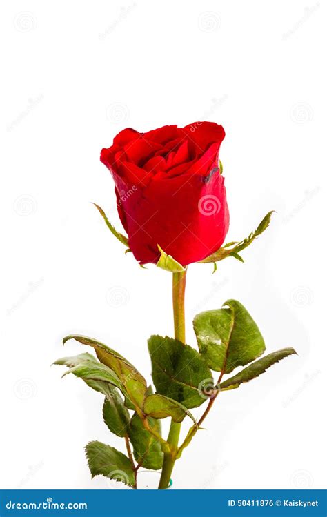 Single Beautiful Red Rose Isolated On White Stock Photo Image Of