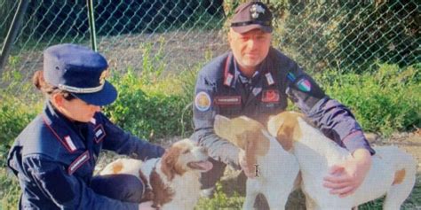 Tre Cani Tratti In Salvo Durante Un Incendio