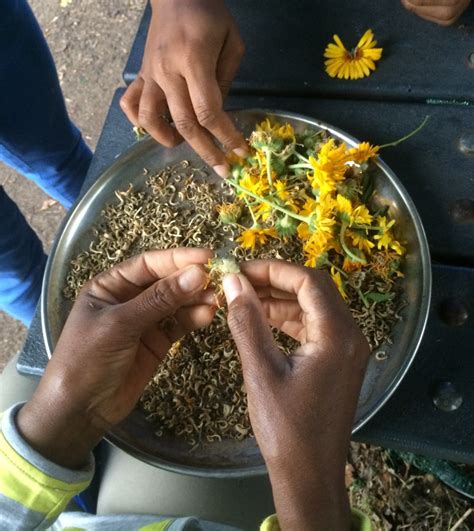 Seed Saving Simple Steps Plant Talk