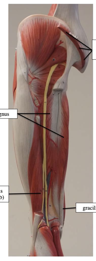 Leg Nerves Diagram Quizlet