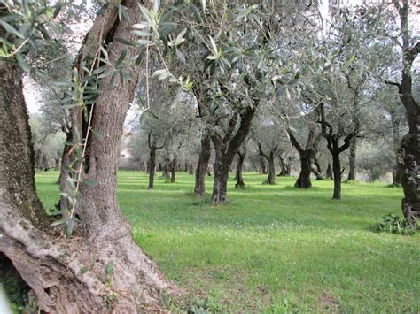 Raccontare Un Paese Dal Mio Oliveto