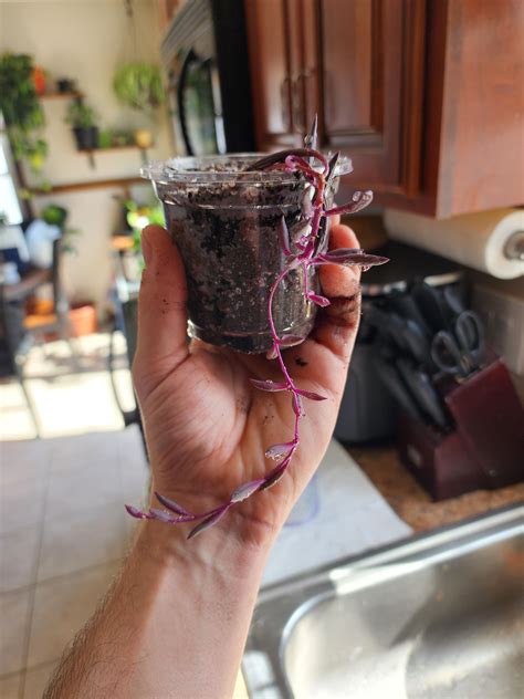 Purple pickle 🍆 : r/houseplants