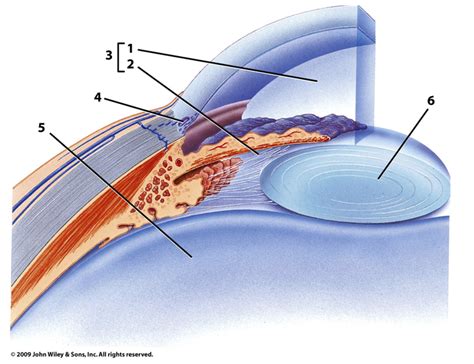 Anterior Posterior Cavities Of The Eyeball Diagram Quizlet