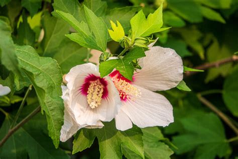 "Rose Of Sharon" Images – Browse 11,006 Stock Photos, Vectors, and ...