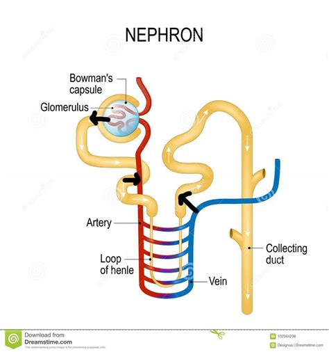 Production D Urine Diagram Quizlet