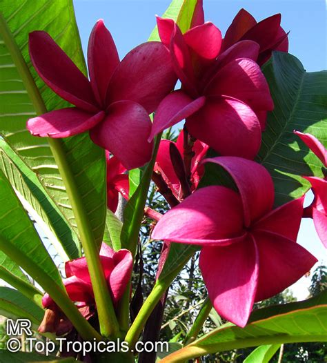 Plumeria Rubra Pink Frangipani Temple Tree Calachuchi