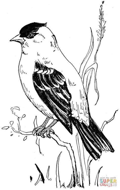 Goldfinch Bird Coloring Page