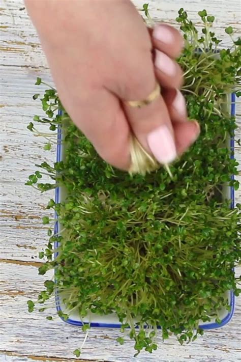 How To Grow Broccoli Sprouts At Home Artofit