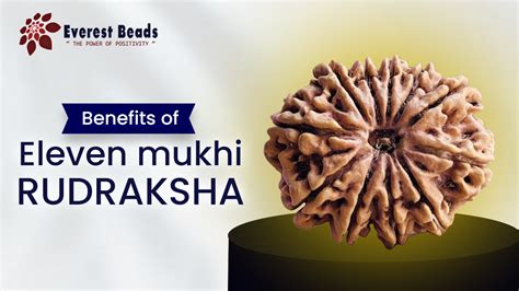 Benefits of Eleven mukhi Rudraksha | Everest Beads