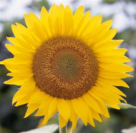 sunflower annual