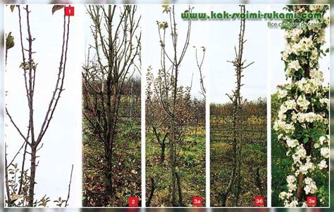 Pruning and shaping a columnar apple tree with your own hands - master ...