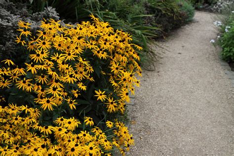 Rudbeckia Fulgida Var Sullivantii Goldsturm Zonnehoed