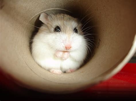 37 Small Cute And Lovely Pictures Of Hamsters