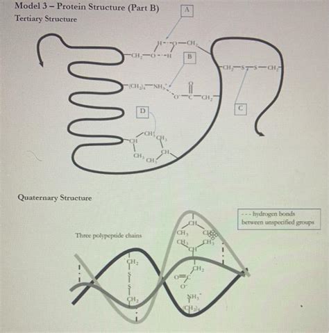 Solved Model 3 Protein Structure Part B Tertiary Chegg