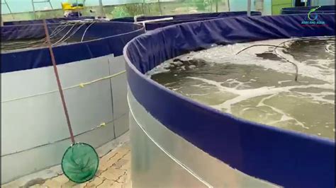 Hi Tech Biofloc Fish Farming Youtube