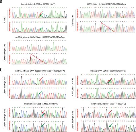 Cas Mrna Thermo Fisher Bioz