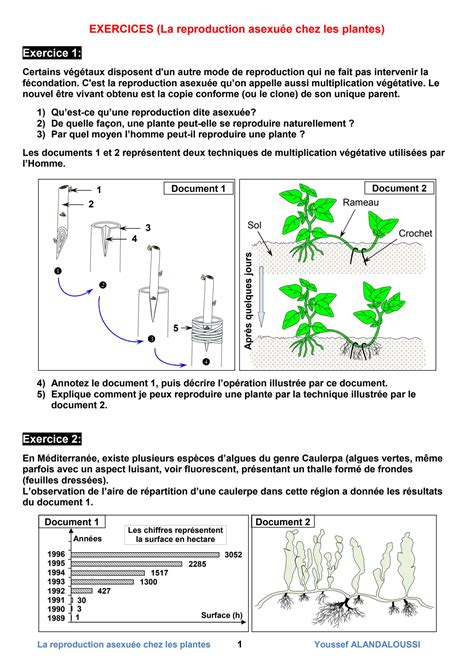 Multiplication Asexu E Des Plantes