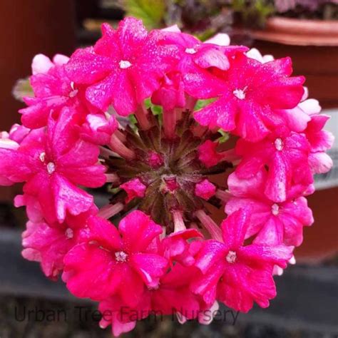 Verbena Peruviana Endurascape Dark Purple Urban Tree Farm Nursery