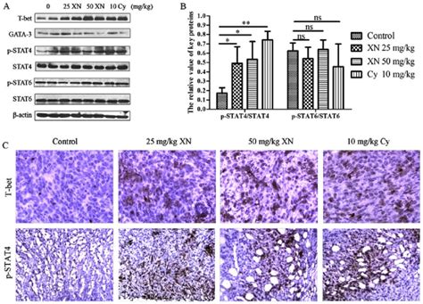 Effect Of Xanthohumol XN On Expression Of Th1 Th2 Specific